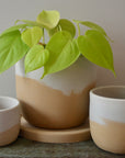 Desert Dunes Concrete Planter