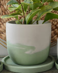 Mint Majesty Concrete Planter