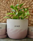 Pink Peony Concrete Planter