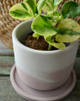 Pink Peony Concrete Planter