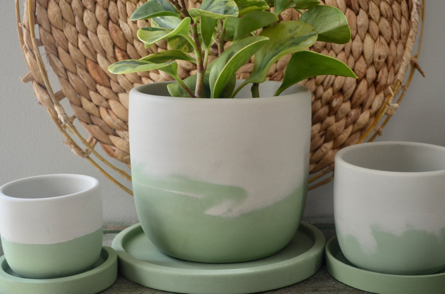 Mint Majesty Concrete Planter