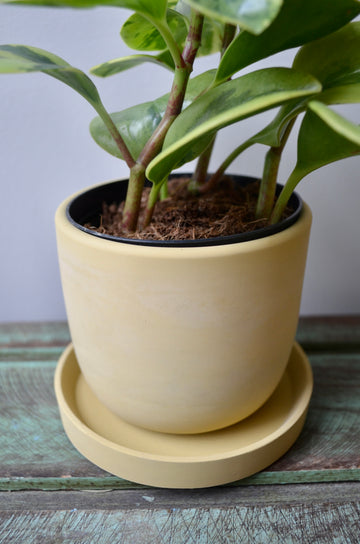 Yellow Concrete Planter