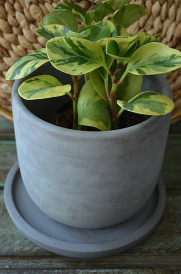Indoor Gray Flower Pot