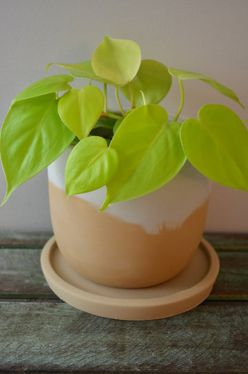 Tan indoor flower pot