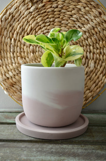 Pink Peony Concrete Planter